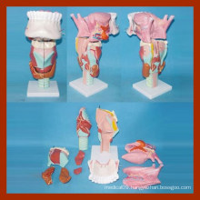 Human Middle Magnified Larynx Model with Tongue&Dentition for Education